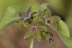 Trailing milkvine